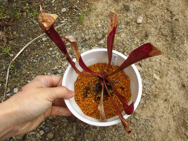 食虫植物　サラセニア　立浪　 日の出花壇 本舗】食虫植物 サラセニア 立浪(Sarracenia 'Tatsunami) 日の出花壇