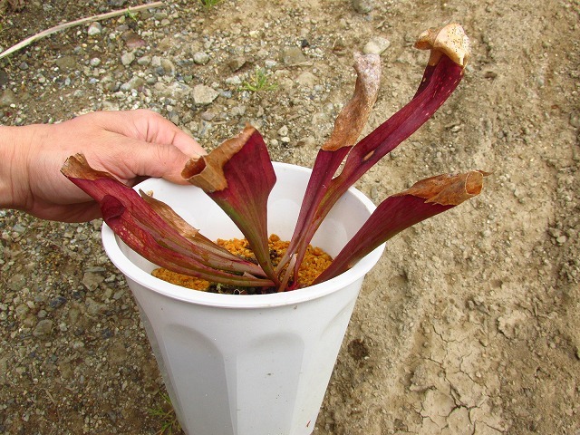 本舗】食虫植物 サラセニア 立浪(Sarracenia 'Tatsunami) 日の出花壇