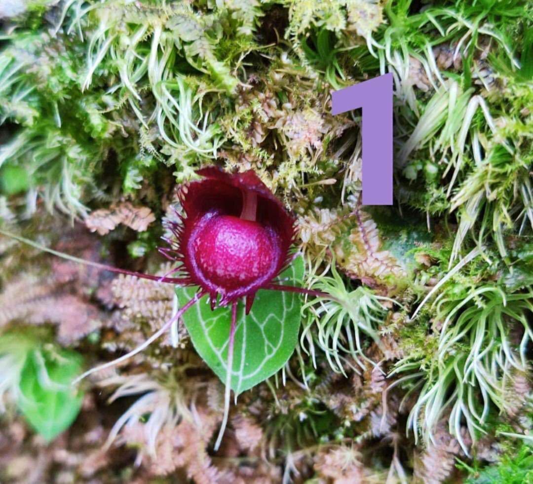 【コリバス】Corybas Sp.(3球) corybas コリバス 3球セット pictus Corybas コリバス・ピクタス