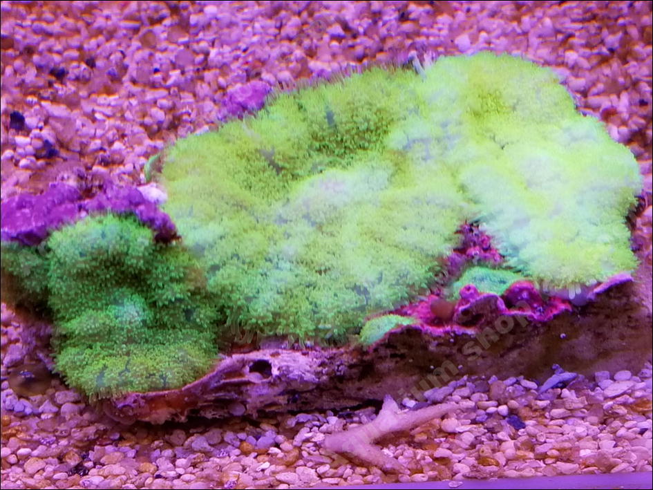 『ビクール』　S５９　ディスクコーラルｓｐ