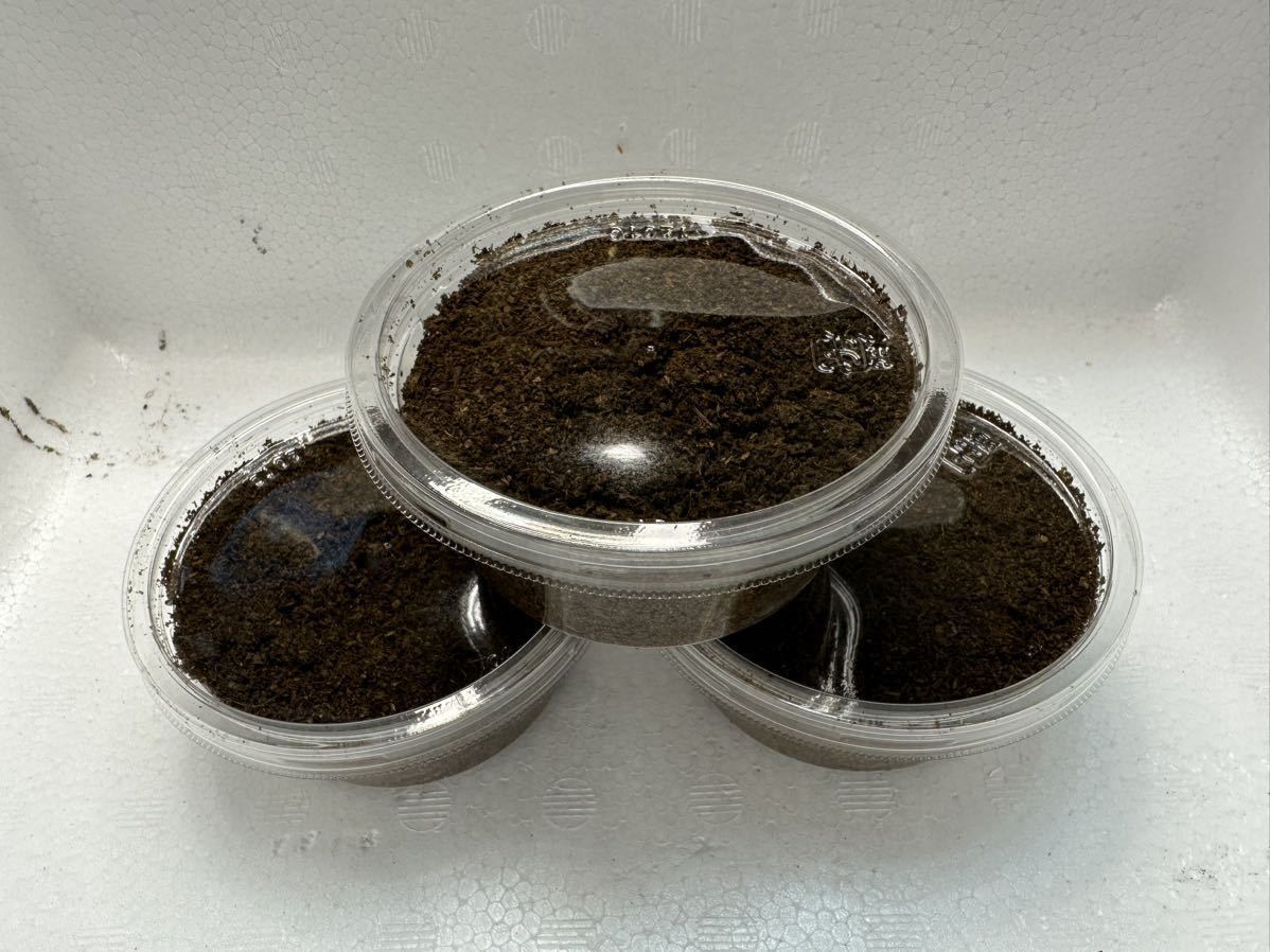 【ファミリア ゴン】世子 105.9 スマトラオオヒラタ　幼虫3頭セット②