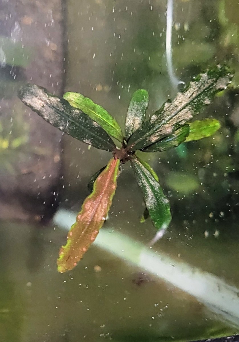 【TB便】Bucephalandra Sp. Nanga Pinoh Melawi Kalimantan barat ブセファランドラ