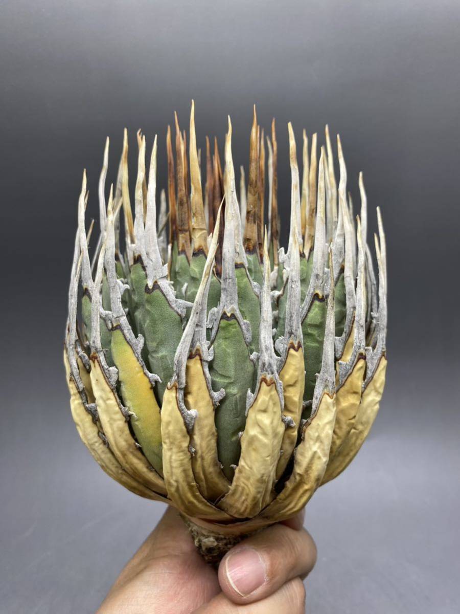 S502-10陽炎蕾形厚肉粗曲棘アガベ ユタエンシス /Agave utahensis