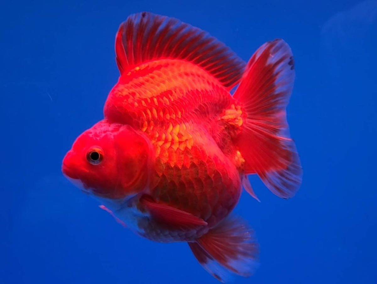 5/3/7/☆同梱可☆極上極美個体　達磨　素赤　琉金　ショートテール　15 cm位