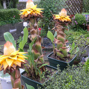 【珍花】地湧金蓮　開花苗１本　チユウキンレン　耐寒バナナ①