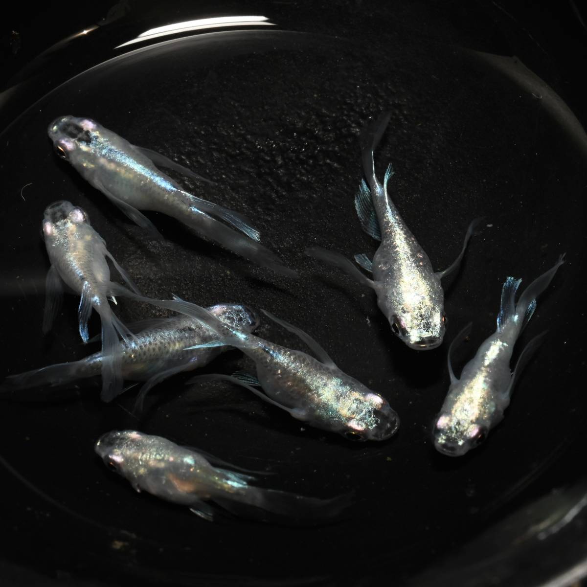 ◆筑紫めだか◆　青蝶ロングフィン　ダルマ　3ペア+メス　検索）だるま　メダカ めだか ペット、生き物