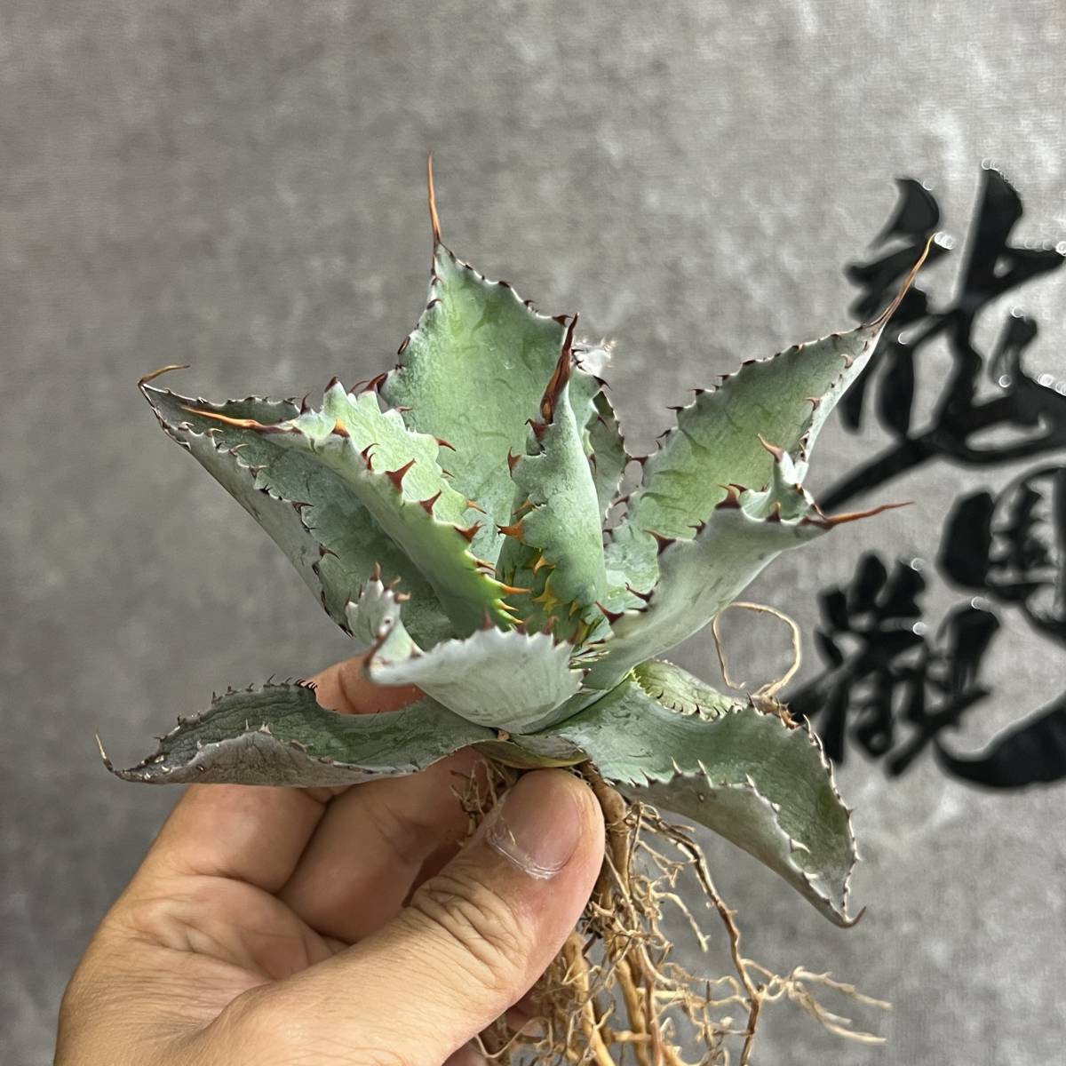 多肉植物 アガベ イシスメンシス 一本棘 美株 公式通販 【龍園觀