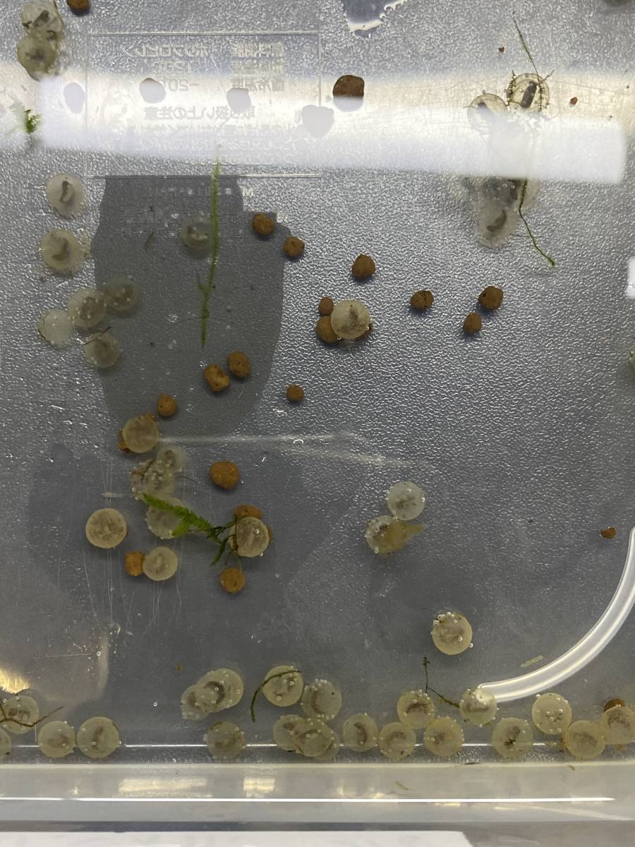 ミナミイボイモリ　有精卵　５個　①　発送日限定５／１５発送