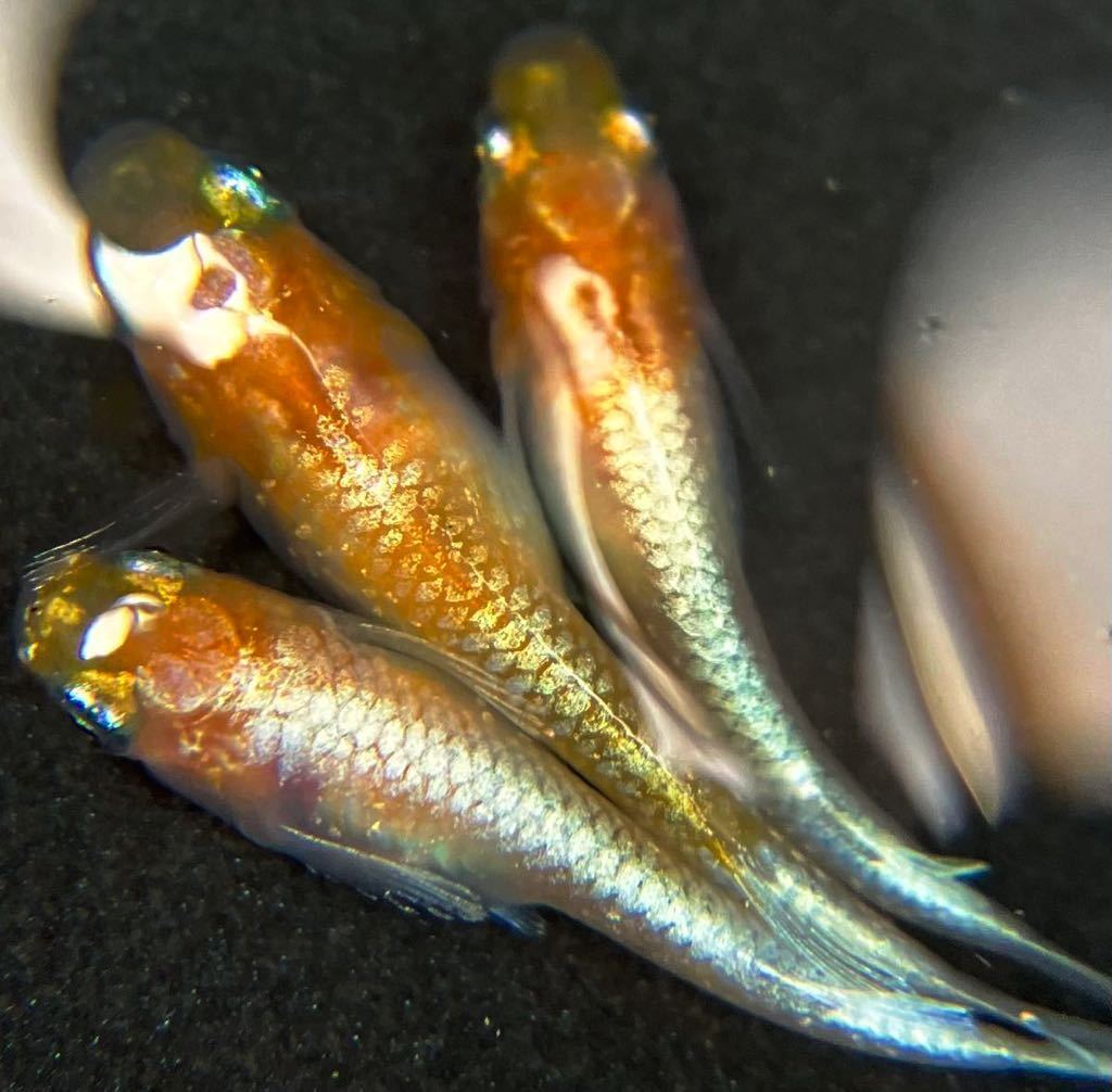 【尚メダカ】現物出品《夢中めだか様直系》極上〔エンペラー〕めだか　1ペア＋1　親種夢中めだか様から購入　①