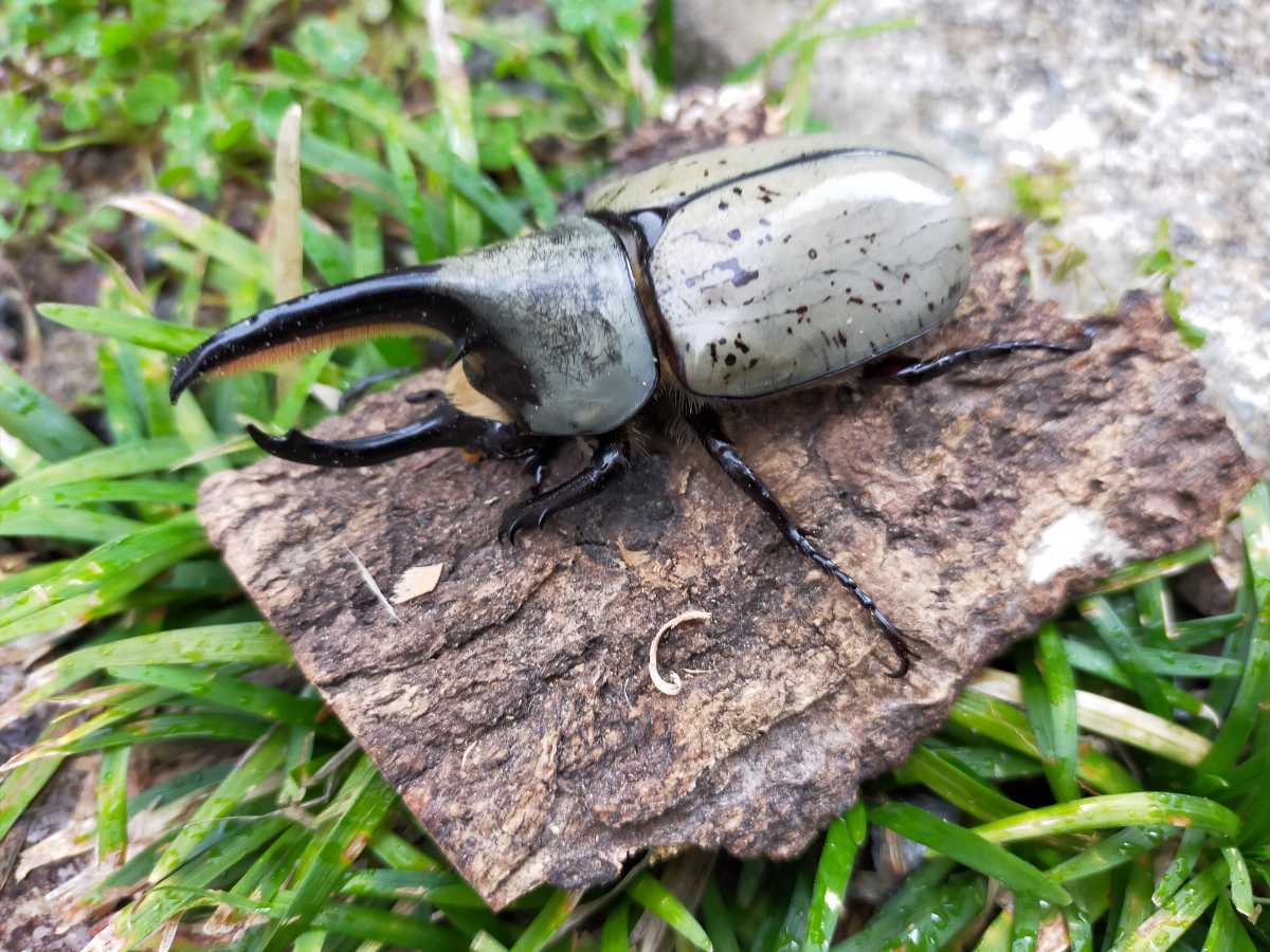 グラントシロカブト　グラシロ　ペア