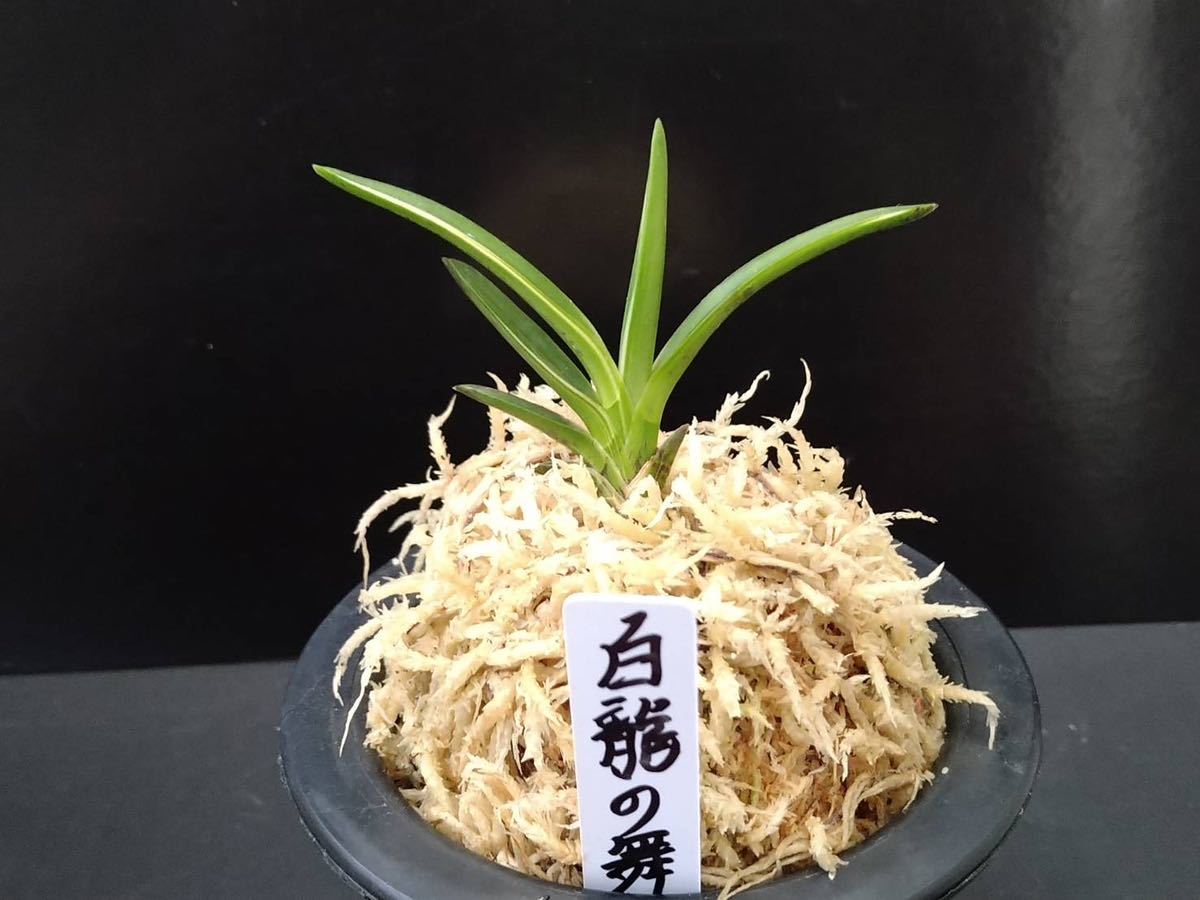 富貴蘭　自然作　白龍の舞　割子