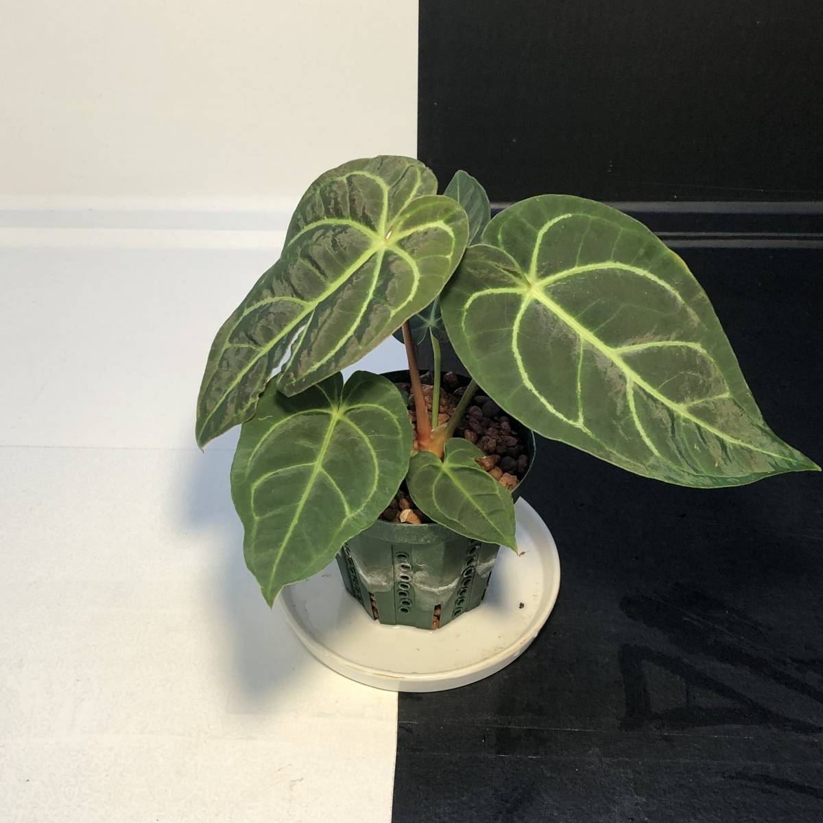 Anthurium regale アンスリウムレガレ 観葉植物 希少☆アンスリウムレ