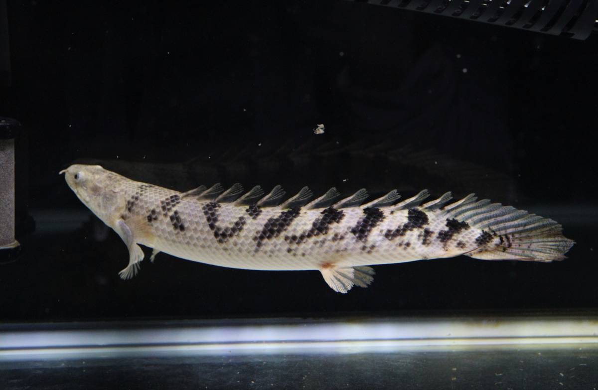 ポリプテルス・デルヘジィの特徴・飼育情報 – アクアハーミット - 1匹 