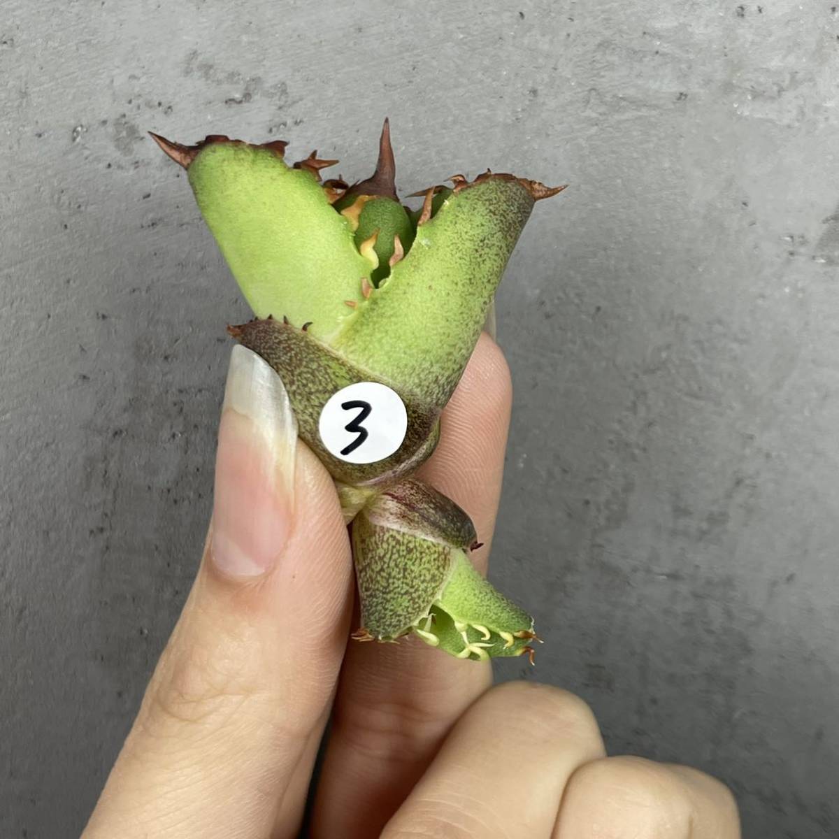 アガベ チタノタ ' シャック ' Agave titanota ' SHAQ ' ③ '