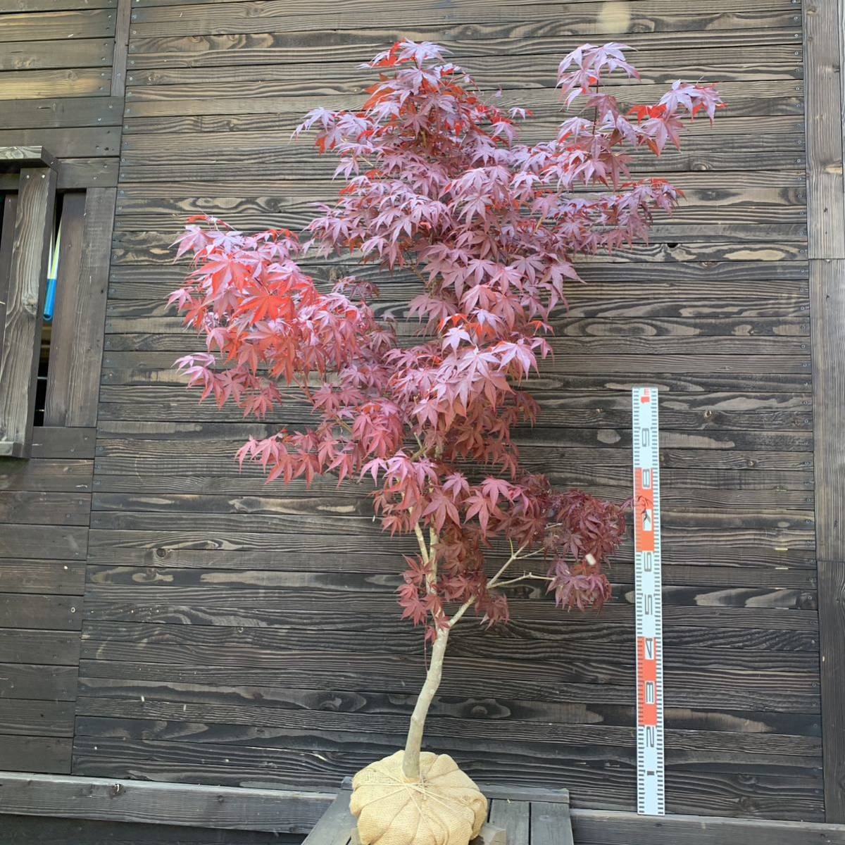 ノムラモミジ/大株【現品】管理24360