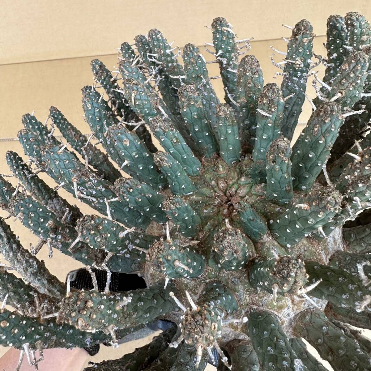 多肉植物ユーフォルビア フスカ Euphorbia fusca 超希少タコモノ