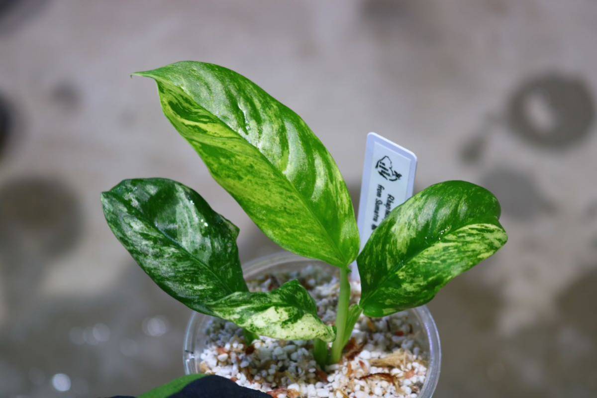 No.011/-TGK-r0401219lh-/Rhaphidophora puberula “Variegated“ from Sumatra/ラフィドフォラ プベルラ/希少/