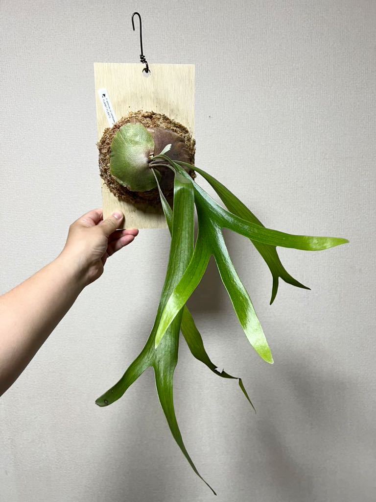 新作登場，お得 ▽P.willinckii cv sambawense▽ ウィリンキー