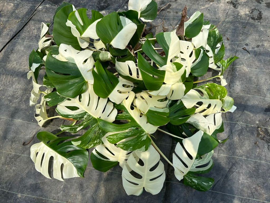 希少 斑入り モンステラ ボルシギアナ ハーフムーン 7株おまとめ