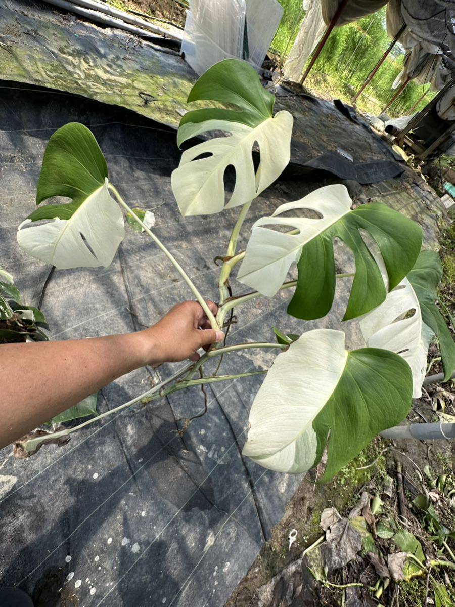 白斑入り 3月7日更新ハーフムーン/フールムーン モンステラ