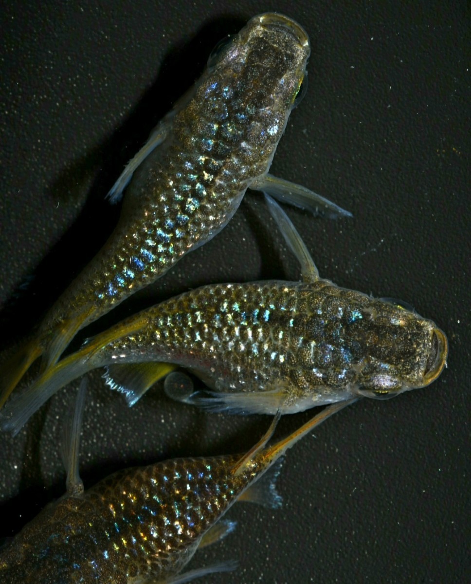 【現物出品】ブラックダイヤ×令和サファイア　ダルマめだか　オス2メス2　産卵中　だるまメダカ【桜庵】