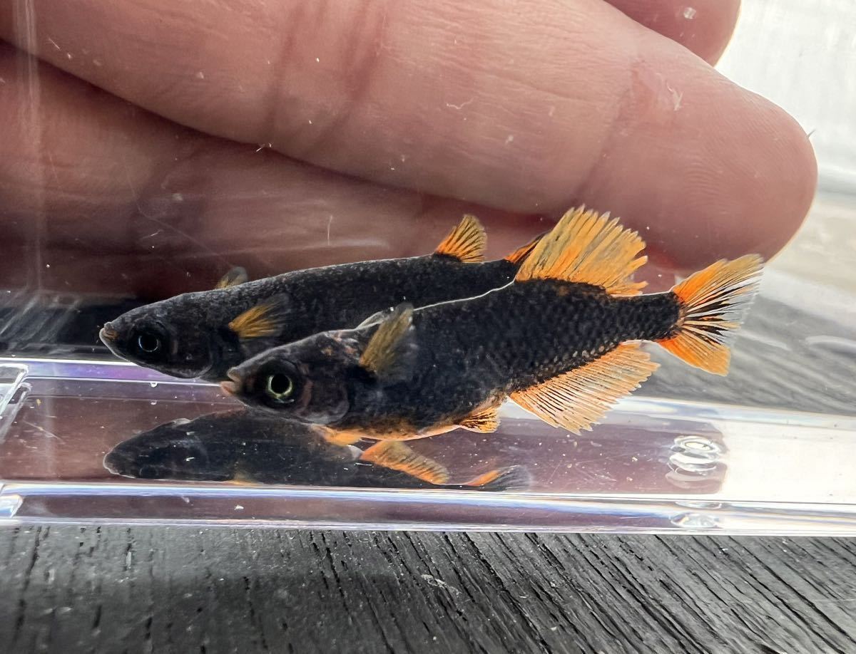 スジボリ堂 BMCタガネ 0.1,015,02,03,05,0.7,1.0mm BMCタガネ スジボリ