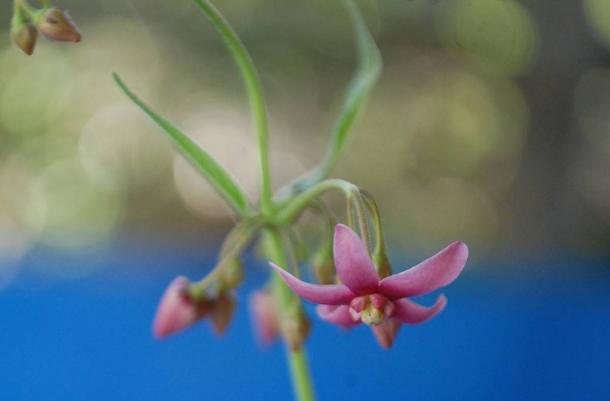 山野草　クサタチバナ系交雑種　赤花☆
