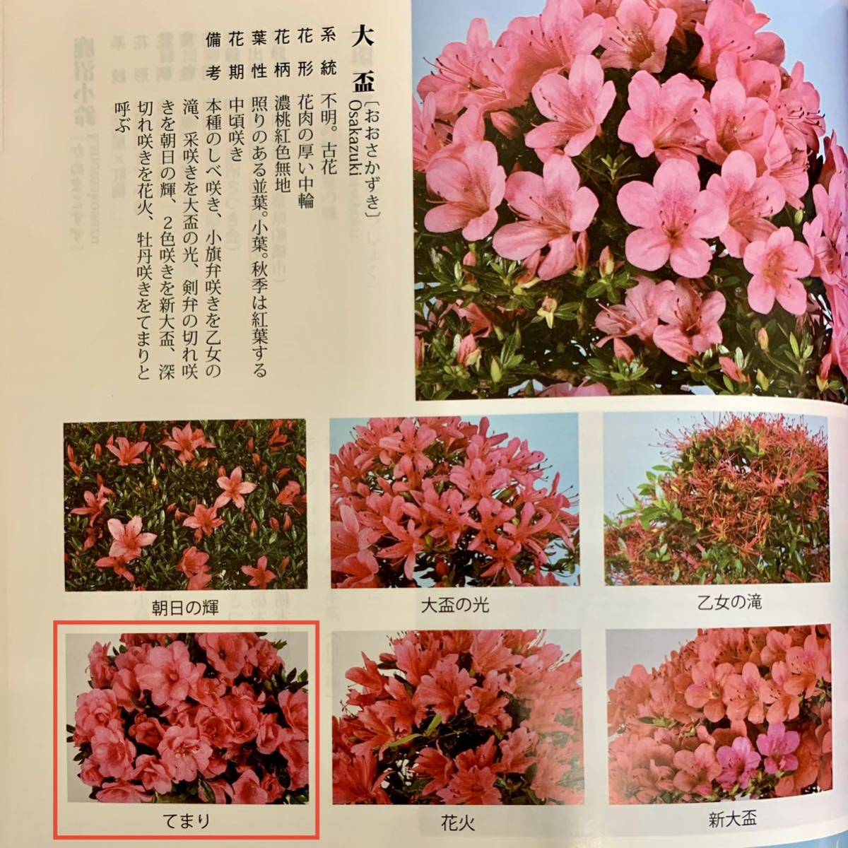 ☆さつき 皐月 てまり 樹高18cm 希少品種 小品盆栽 ミニ盆栽 石付 太幹