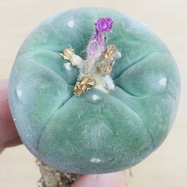 Green Cactus 実生 谷田貝 サボテン 大疣銀冠玉 谷田貝大疣銀冠玉