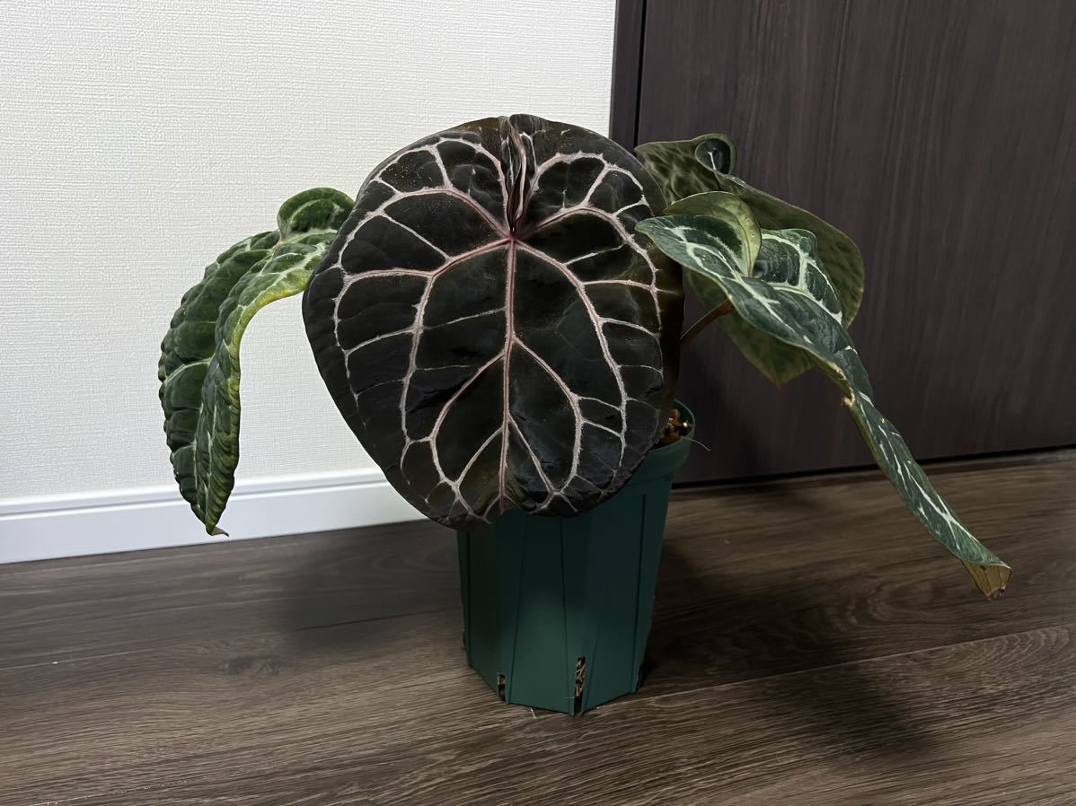 Anthurium Docblock Zara × Dorayaki アンスリウムザラ×ドラヤキ 交配 
