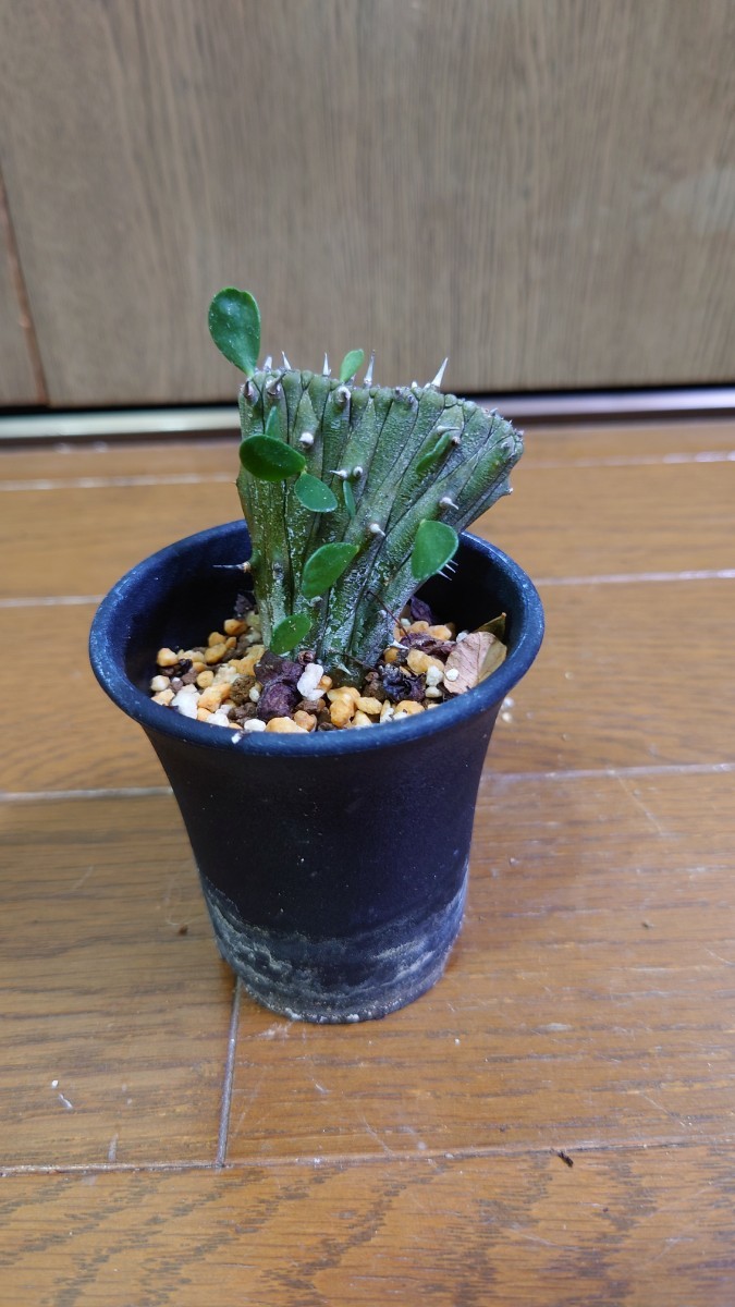 アローディアプロセラ 綴化 （検索用 オペルクリカリア コミフォラ 等  