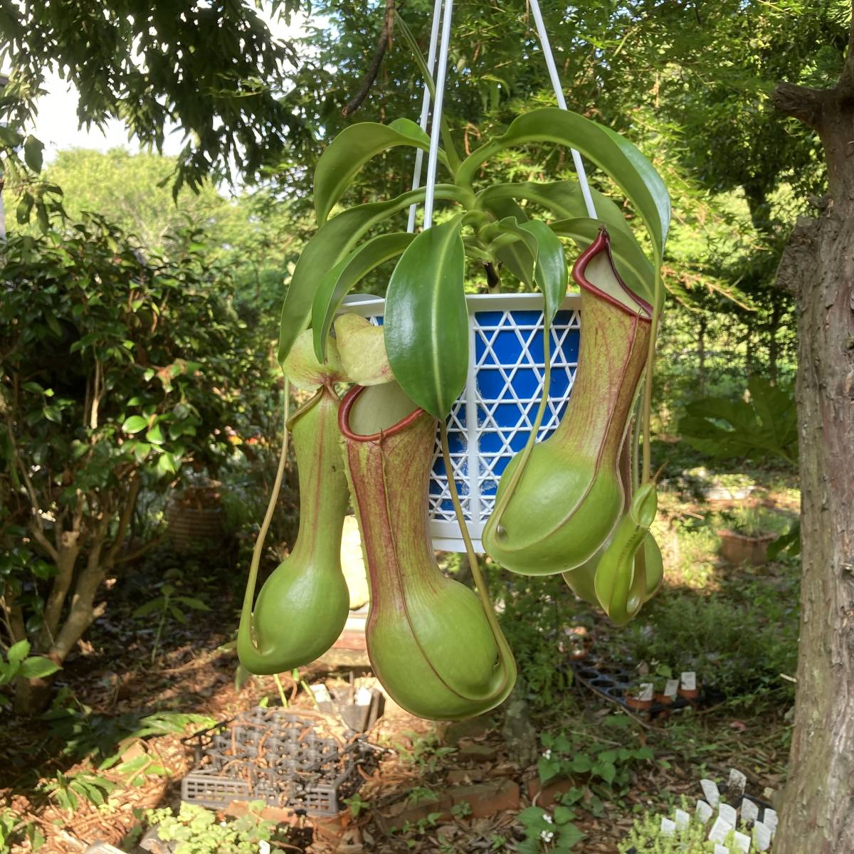 【新たな捕虫袋誕生】 ウツボカズラ　アラータ　狂氣令嬢ヒスイ　食虫植物 食虫植物 ウツボカズラアラータの傑作 「狂氣令嬢」翡翠 ヒスイ 5号