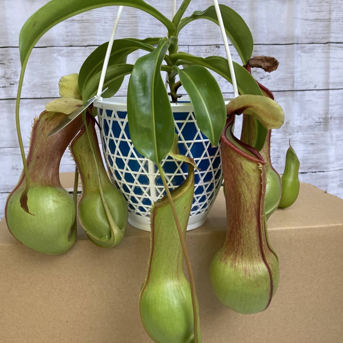 食虫植物 ウツボカズラアラータの傑作 「狂氣令嬢」翡翠 ヒスイ 5号
