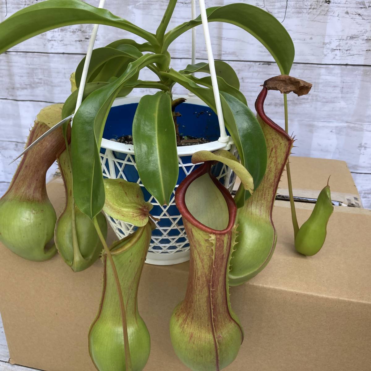 食虫植物 ウツボカズラアラータの傑作 「狂氣令嬢」翡翠 ヒスイ 5号