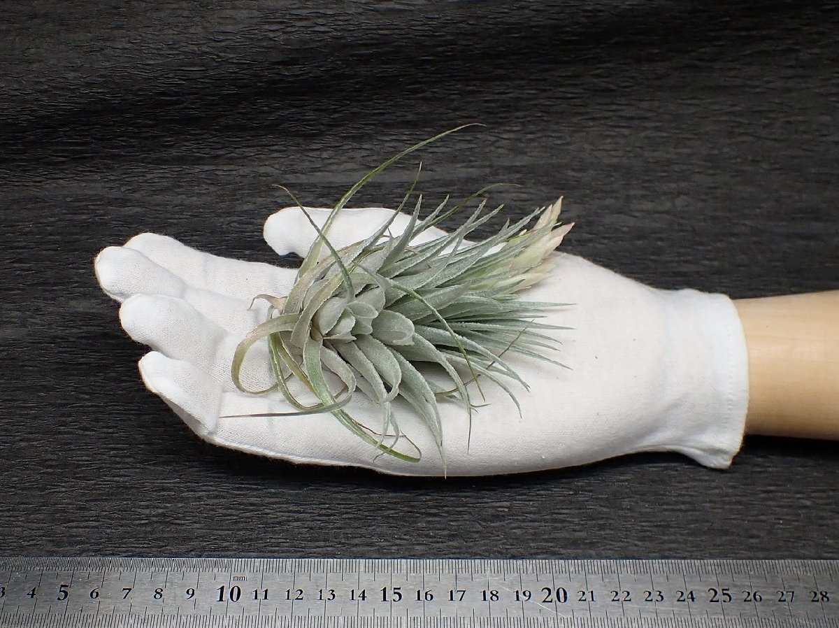 Tillandsia roseiflora チランジア・ロゼイフローラ☆エアプランツEP 