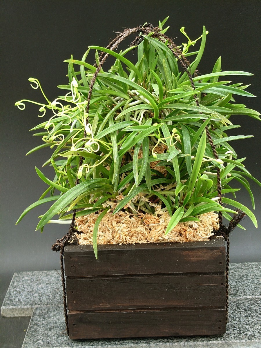 風蘭 富貴蘭 【吊り風蘭大株開花中！】セッコク 長生蘭(鉢植え)｜売買