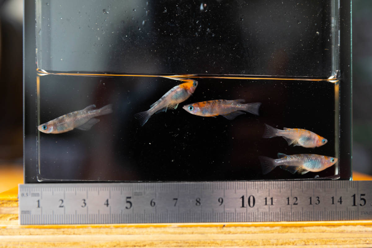 銀鱗紅玉 種親クラス めだか 現物