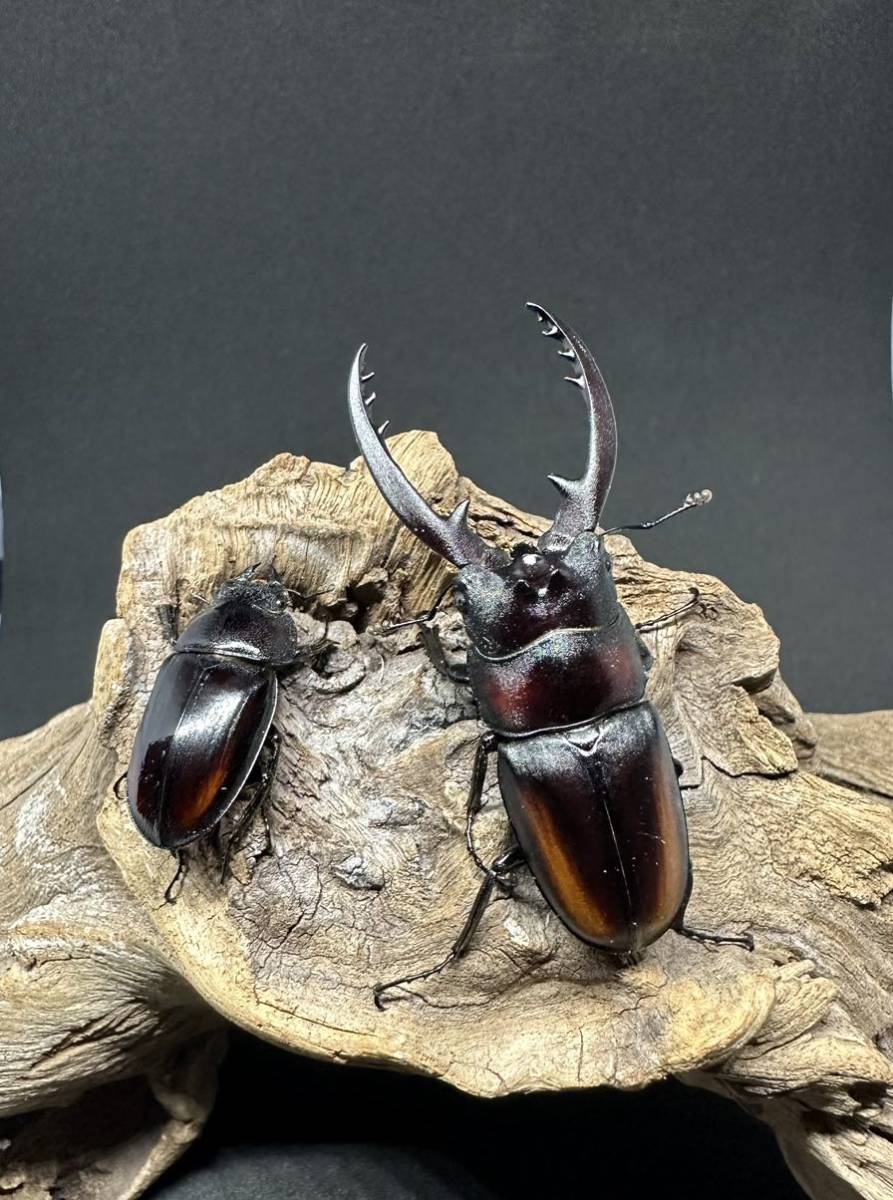 ⑤レニノコギリWF2 ペア