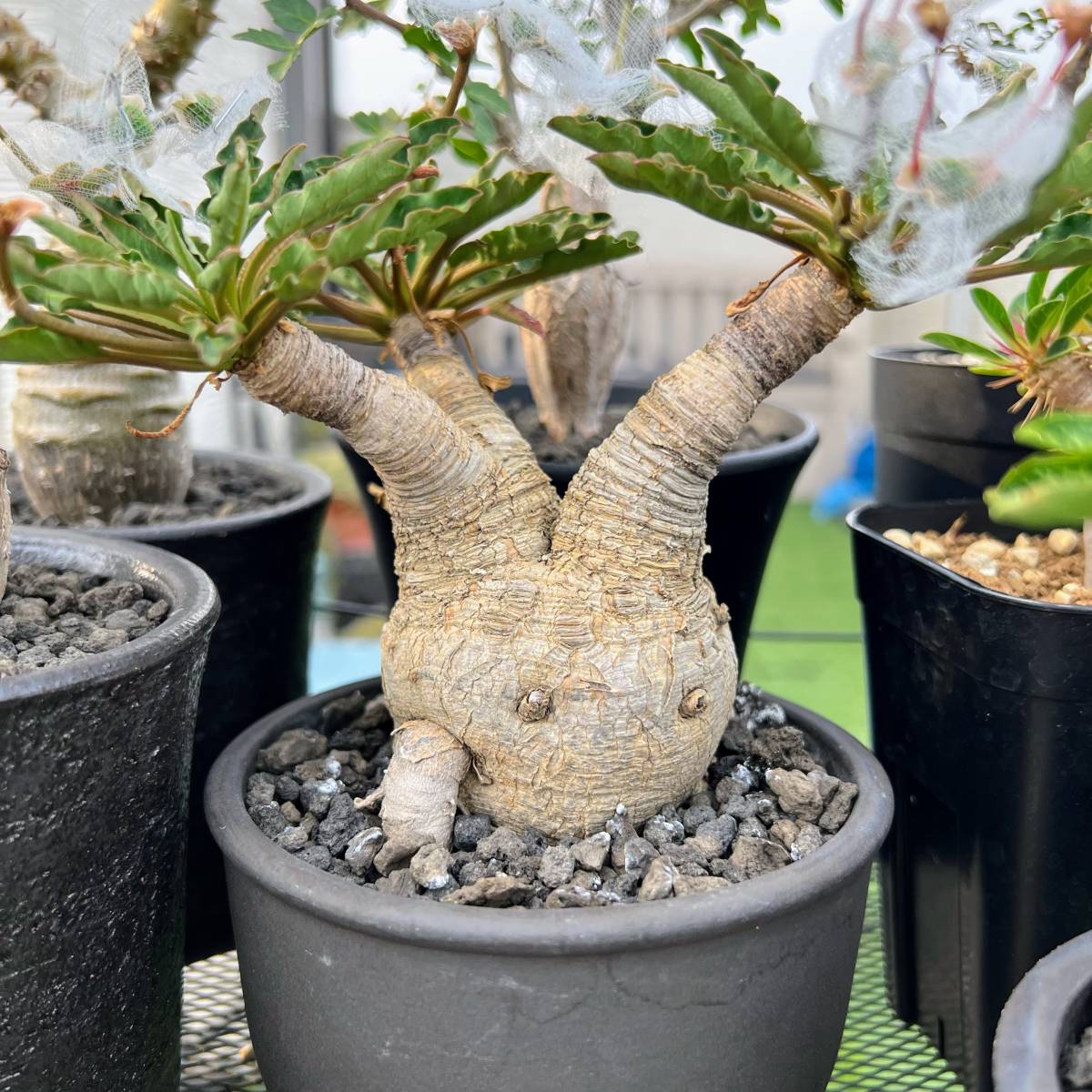 短枝 むちむち モンスター 小鉢 ユーフォルビア フィッシュボーン 