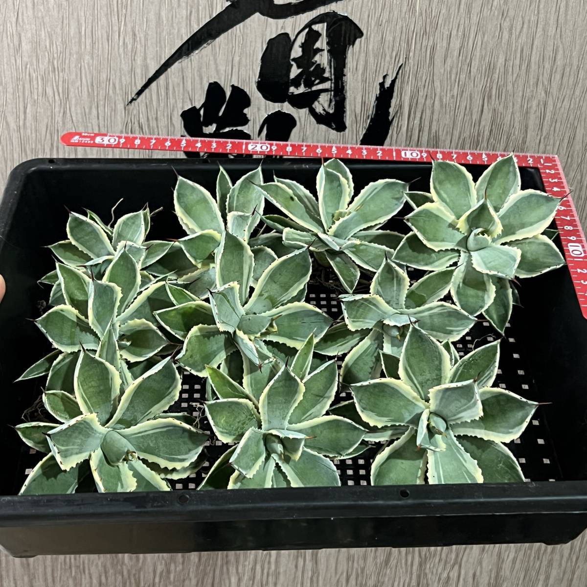 【龍園觀】No.430 特選 アガベ 多肉植物 吉祥冠錦 黄覆輪 強棘 極上株 包葉 10株