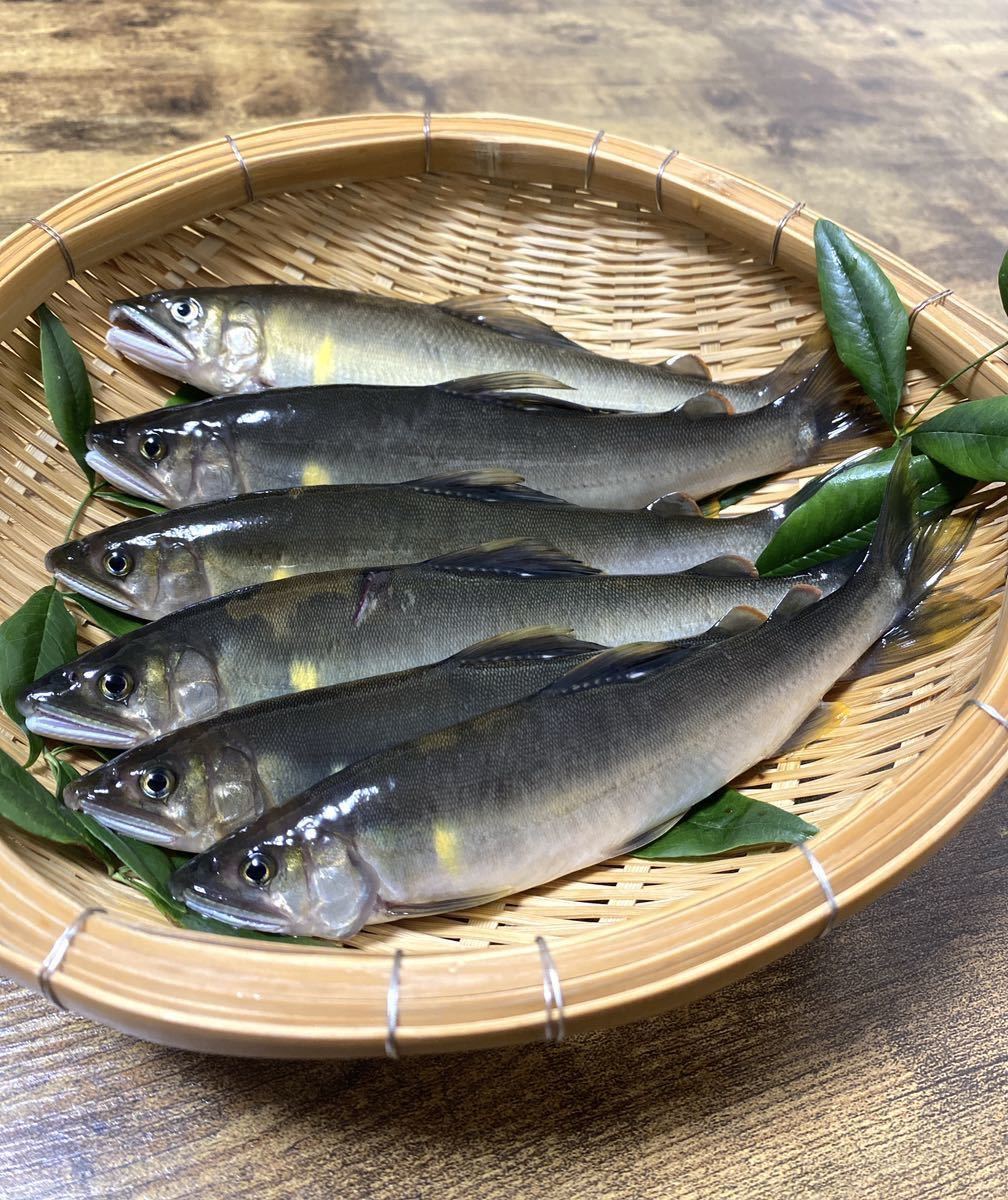 宮崎県　綾町 綾川 天然鮎　黄金の鮎 760 g