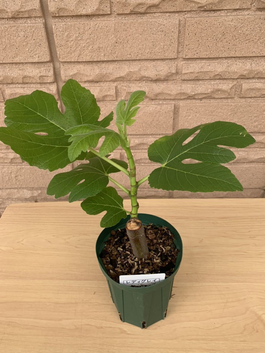 イチジク苗木 2品種（レディブラック，レディグレイ