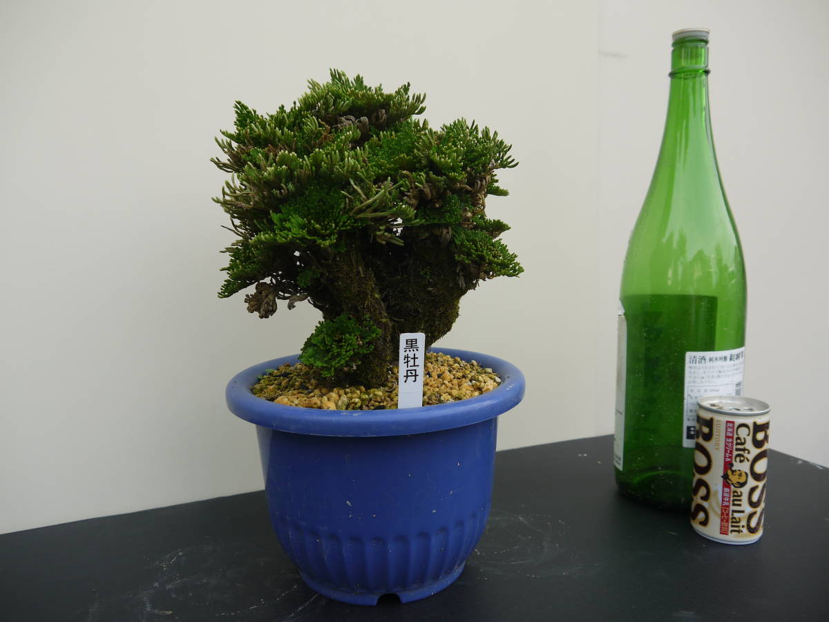 古典園芸植物、イワヒバ、岩松、巻柏 、黒牡丹 Yahoo!オークション