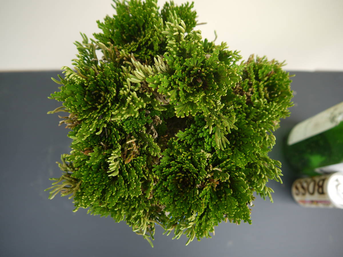 古典園芸植物、イワヒバ、岩松、巻柏 、黒牡丹 Yahoo!オークション