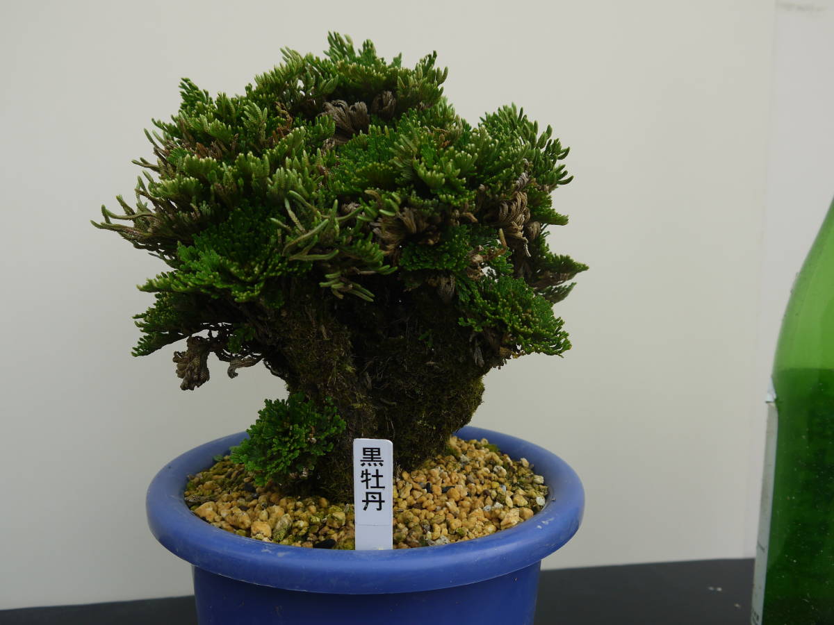 古典園芸植物、イワヒバ、岩松、巻柏 、黒牡丹 Yahoo!オークション