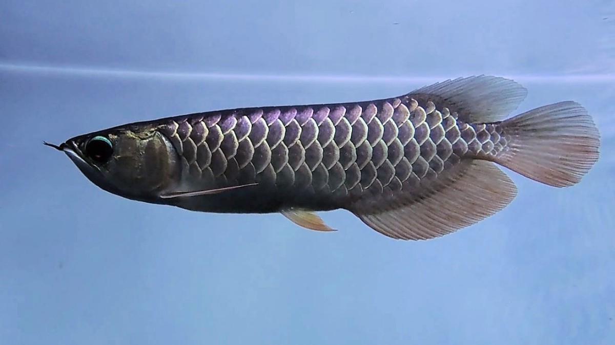 藍底過背金龍 | - シャンレン 28cm アクアショップ魚力 Yahoo 
