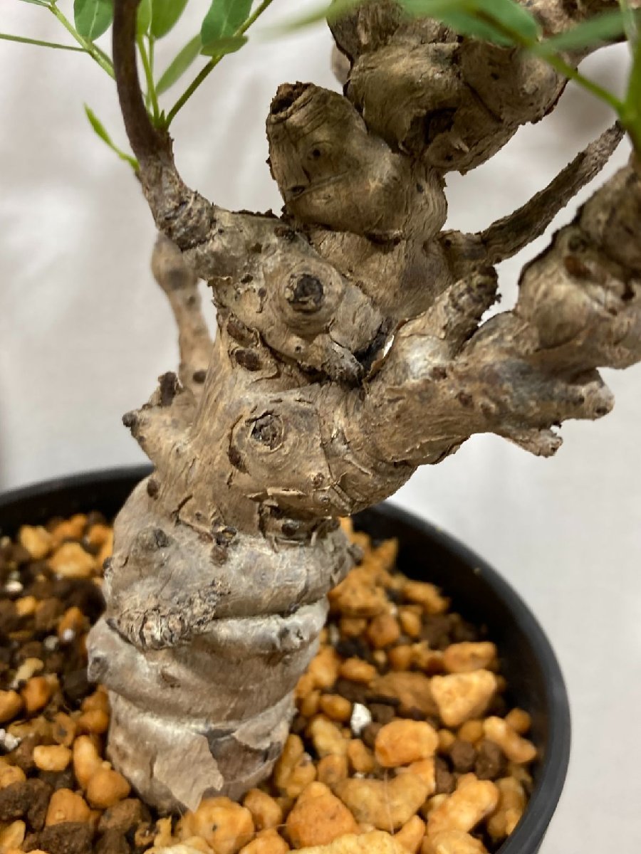 園芸ネット本店｜センナ：メリディオナリス 3号25-12 の通販公式