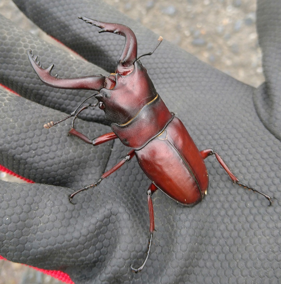 天然採集】栃木県産ノコギリクワガタ♂4匹 63.9mmと65.0mmと59.0mmと 