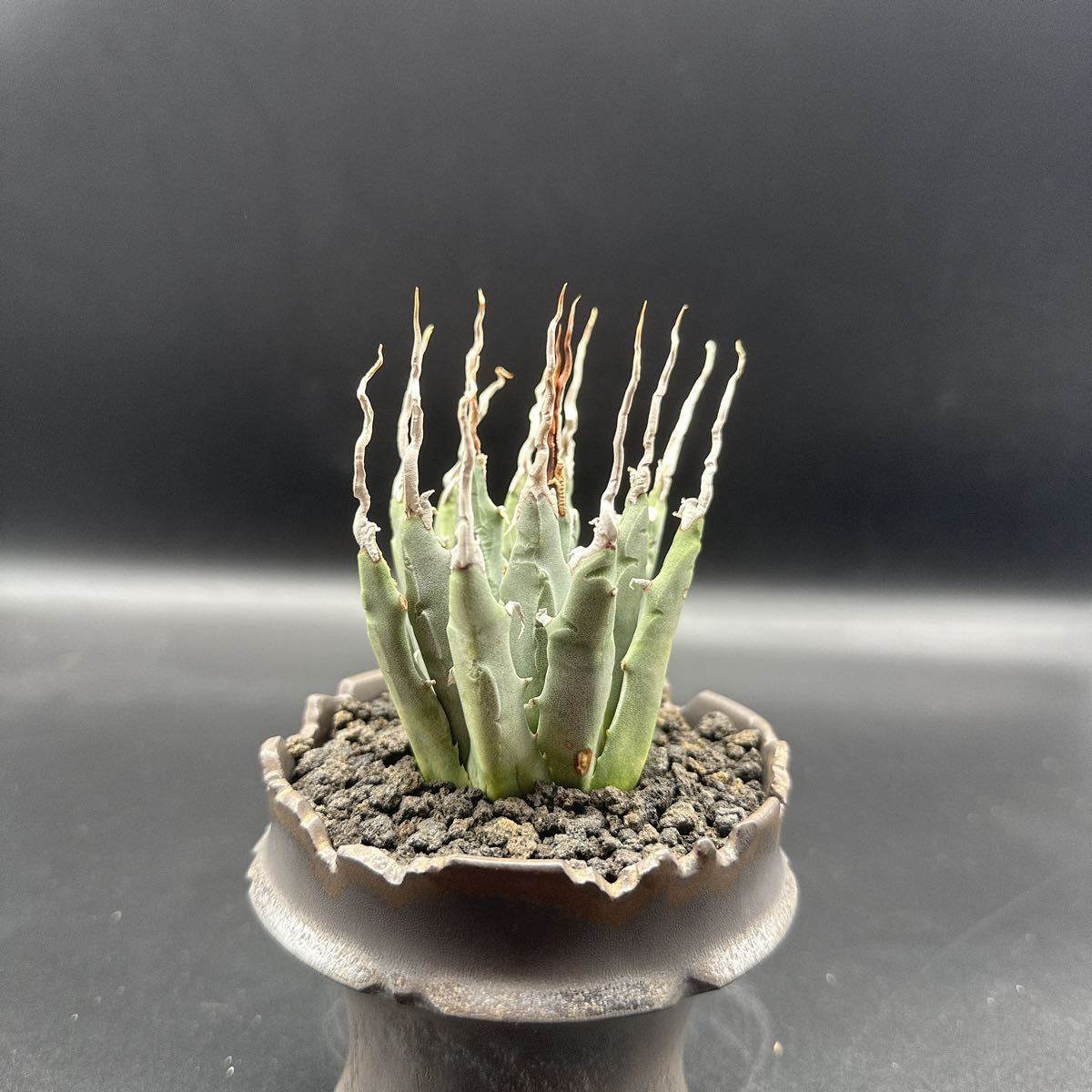 アガベ Agave victoriae-reginae variegata 176 AG022: Agave victoria