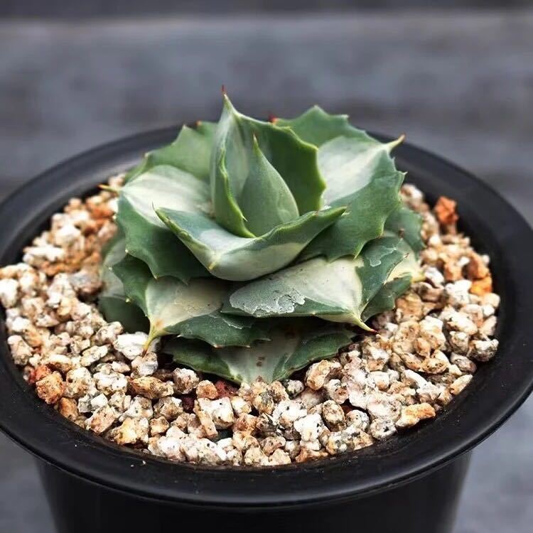 1株入りクイーントール アガベ 多肉植物 王妃雷神 白中斑 4-6cm 1株入りクイーントール アガベ 多肉植物 王妃雷神 白中斑 4-6cm